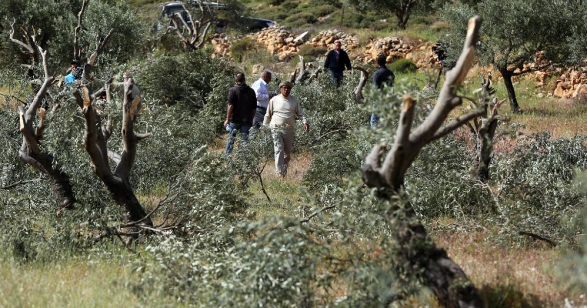 الاحتلال يقتلع أشجارا في سلوان | وكالة شمس نيوز الإخبارية