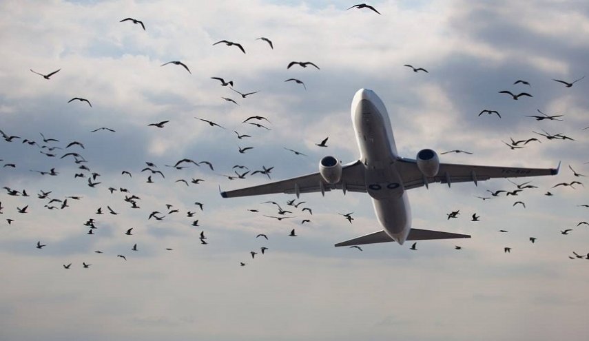 الطيور تهاجم الطائرات في مطار أورلي الفرنسي