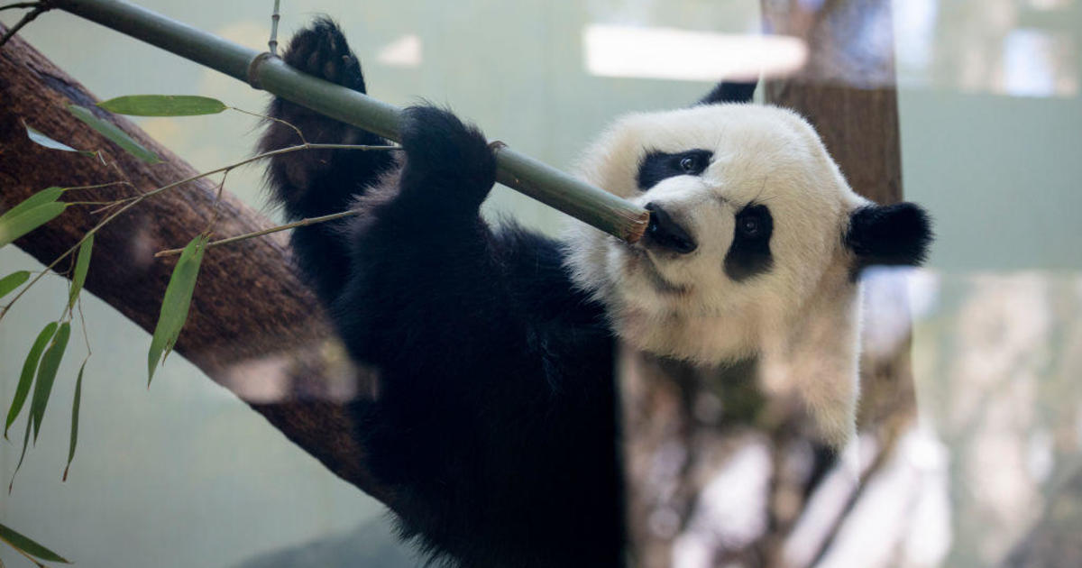 آخر حيوانات الباندا في الولايات المتحدة لديها جدول زمني للعودة إلى الصين