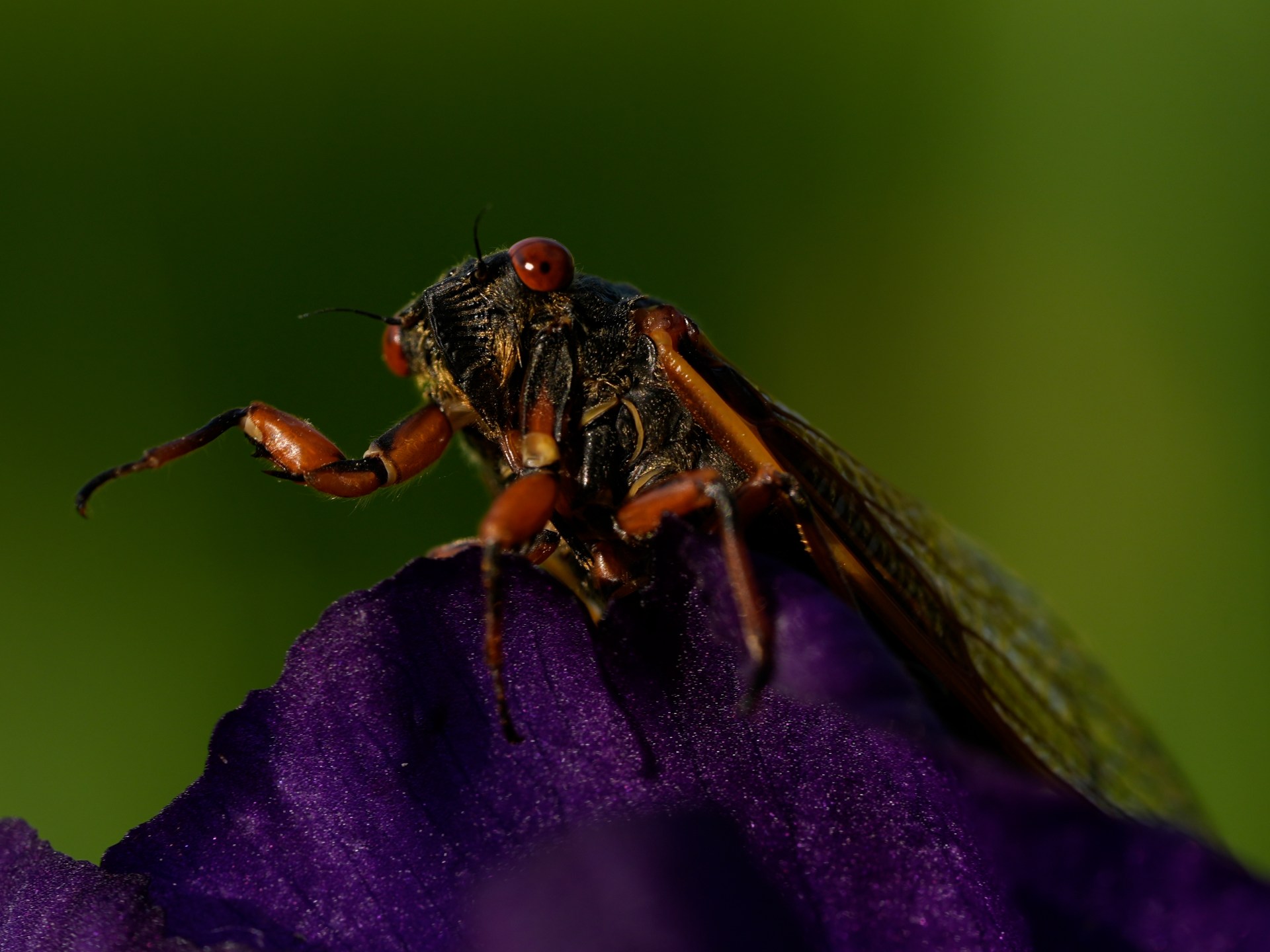 الصور: عن قرب وبشكل شخصي، تعرض حشرات الزيز الأعمال الفنية للطبيعة |  بيئة
