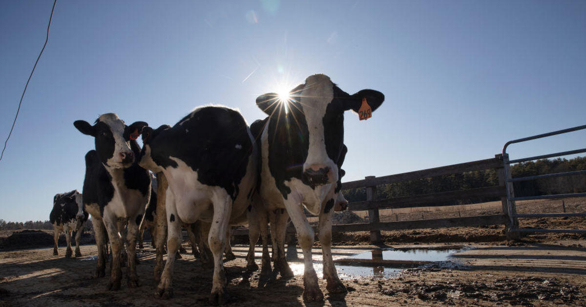 تقول وزارة الزراعة الأمريكية إن أنفلونزا الطيور تم اكتشافها في أنسجة لحوم البقر لأول مرة، لكن لحم البقر آمن للأكل