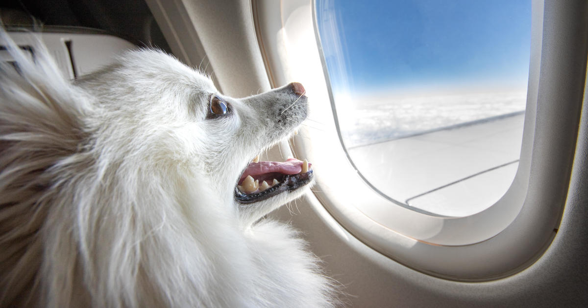 ستقوم شركة Bark Air، وهي شركة طيران جديدة للكلاب، بأول رحلة لها يوم الخميس