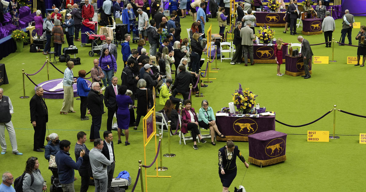 كلب من سلالة مختلطة يفوز بمسابقة رشاقة الحركة في Westminster Dog Show للمرة الأولى