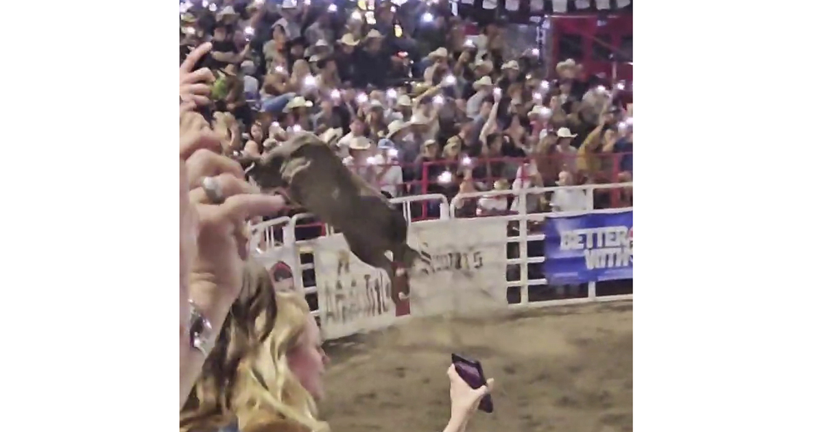 ثور يقفز على السياج في مسابقات رعاة البقر في ولاية أوريغون، مما يؤدي إلى إصابة 3 أشخاص