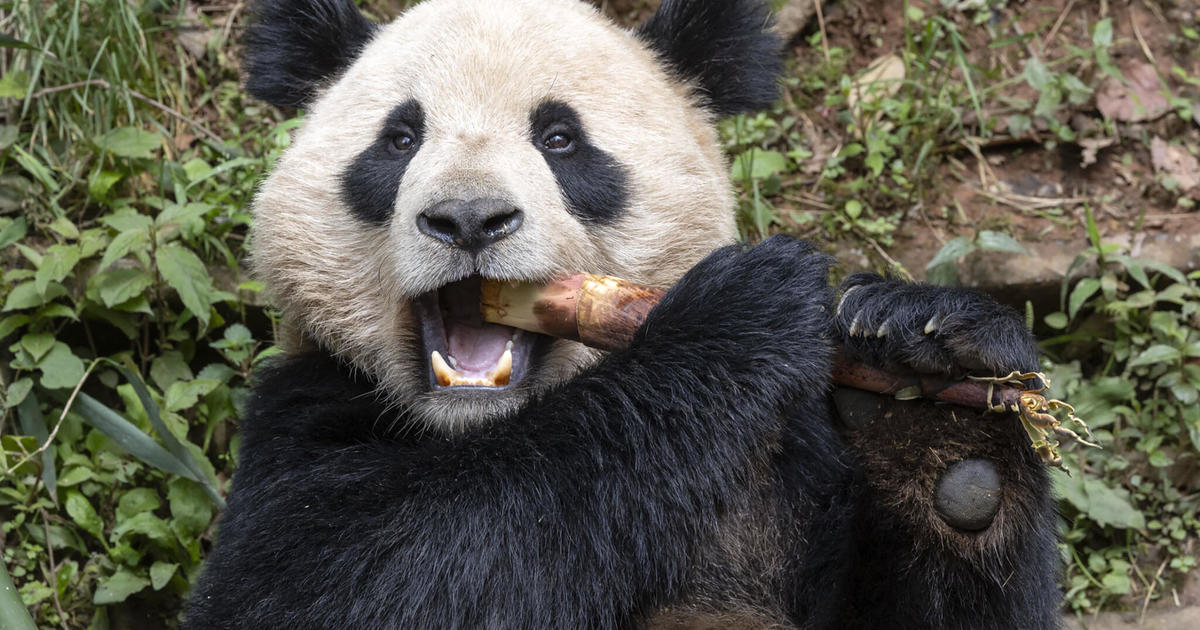 وصول اثنين من الباندا العملاقة إلى حديقة حيوان سان دييغو قادمين من الصين