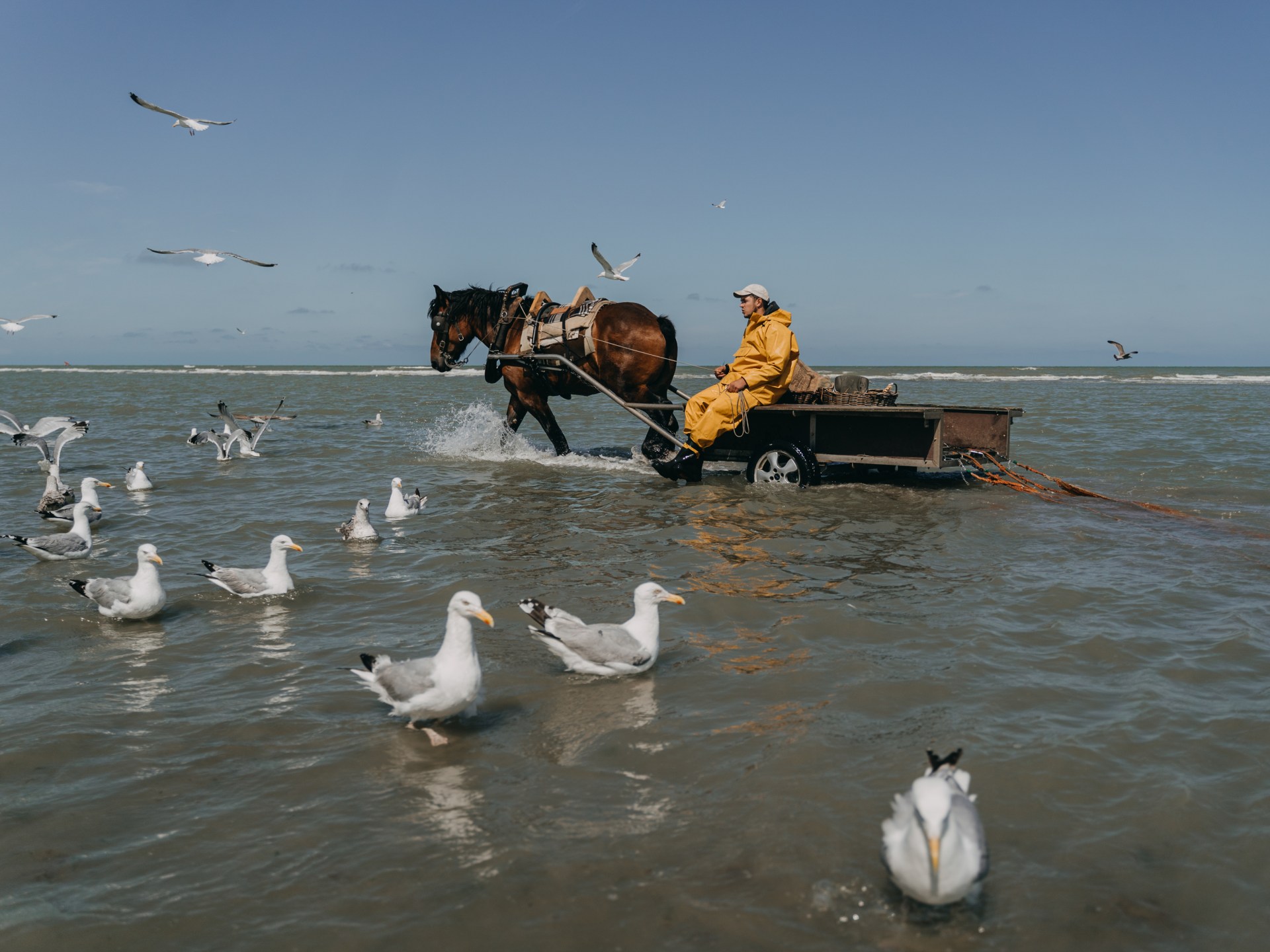 ‘Kings of the world’: The last of the horseback shrimp fishers | Climate