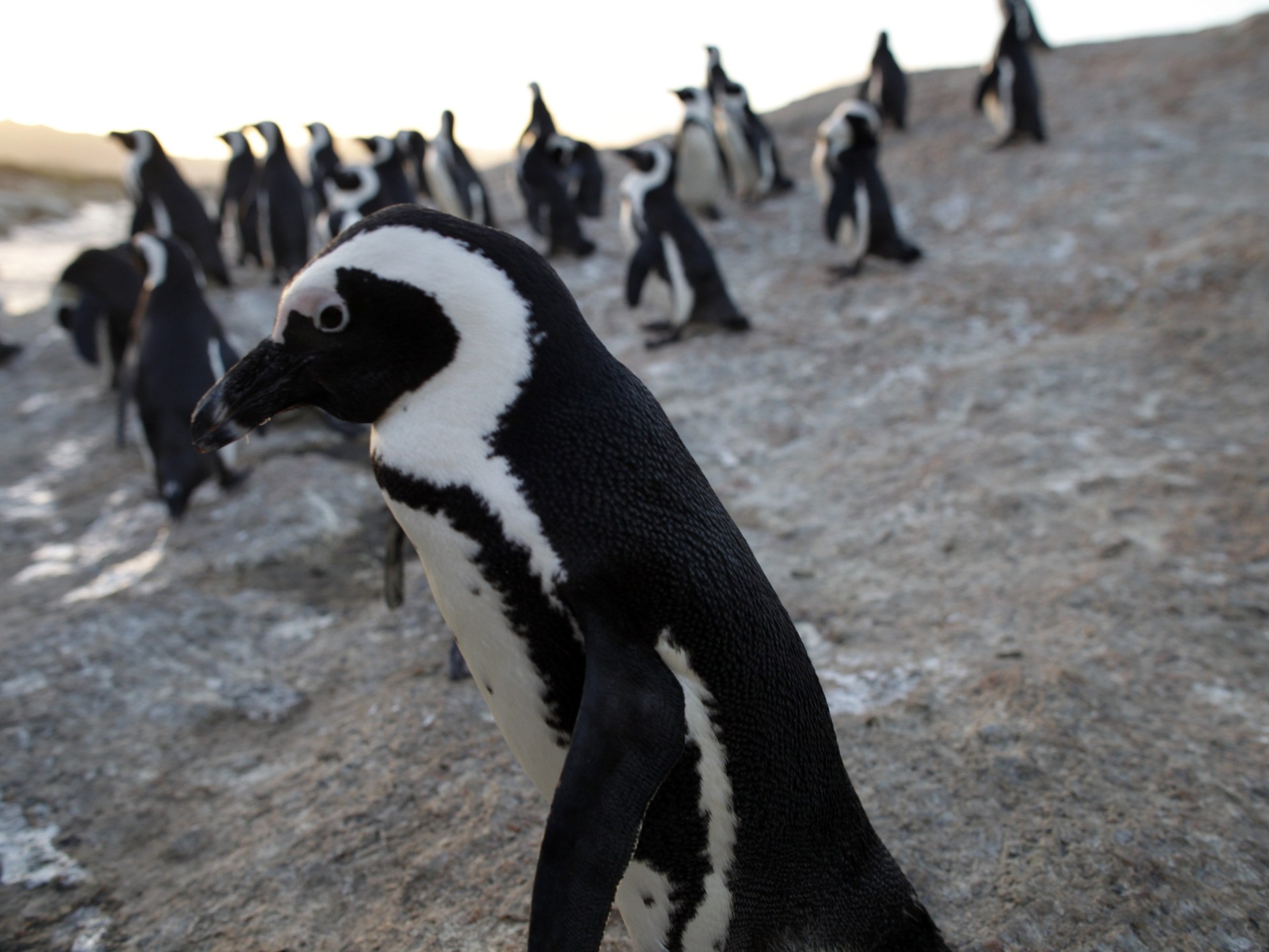 Penguins on the precipice: Survival in the ‘noisiest bay in the world’ | Environment