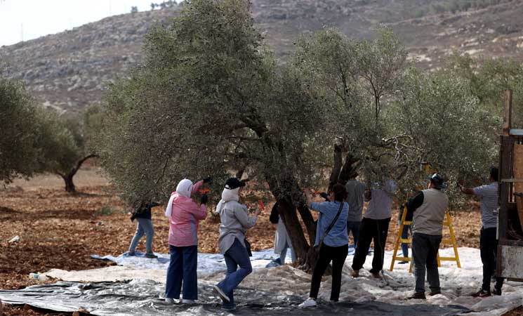 بالصور ؛ بـ”الفزعة”.. الفلسطيني عودة يتحدى المستوطنين ويقطف زيتون الضفة