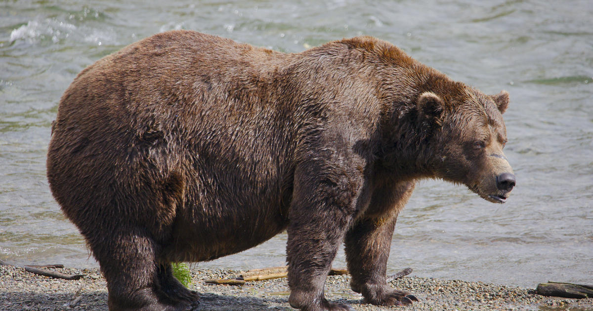 يبدأ التصويت في مسابقة Fat Bear Week في ألاسكا بعد أن قتل حيوان أشيب آخر على شريط فيديو