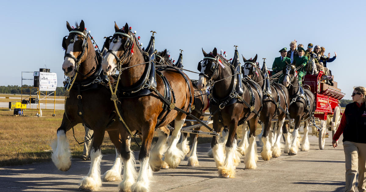 كيف تساعد Budweiser Clydesdales الشهيرة في تكريم المحاربين القدامى والعائلات العسكرية