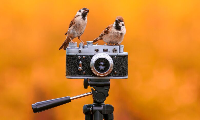 5 نصائح بسيطة لتصوير الحياة البرية للحصول على لقطات أفضل بدون معدات فاخرة
