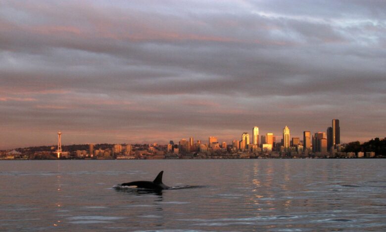 A large black-and-white whale with a tall dorsal fin swims in the shimmering gray waters in front of a sunset city skyline.