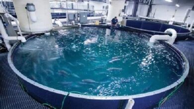 إنجاز إيراني في إنتاج الأسماك بتقنية الفقاعات النانوية