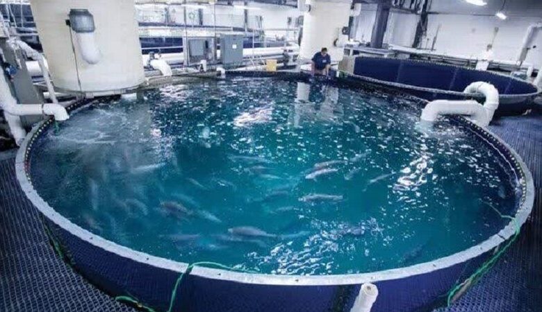 إنجاز إيراني في إنتاج الأسماك بتقنية الفقاعات النانوية
