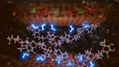 رسم توضيحي للمياه المحاصرة كجسور جزيئية في واجهات طين الكربوهيدرات