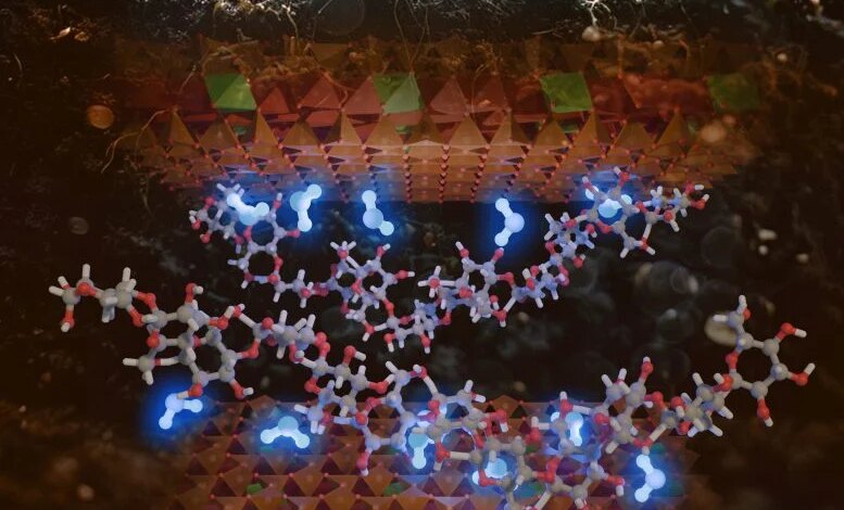 رسم توضيحي للمياه المحاصرة كجسور جزيئية في واجهات طين الكربوهيدرات