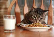 السر وراء توقف القطط المفاجئ عن تناول طعامها