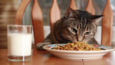 السر وراء توقف القطط المفاجئ عن تناول طعامها