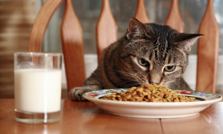 السر وراء توقف القطط المفاجئ عن تناول طعامها