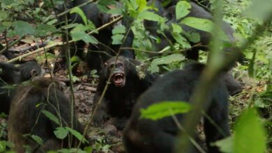 A group of dark-furred chimpanzees stand in the midst of a lush jungle landscape. One looks at the camera and bares its fangs.