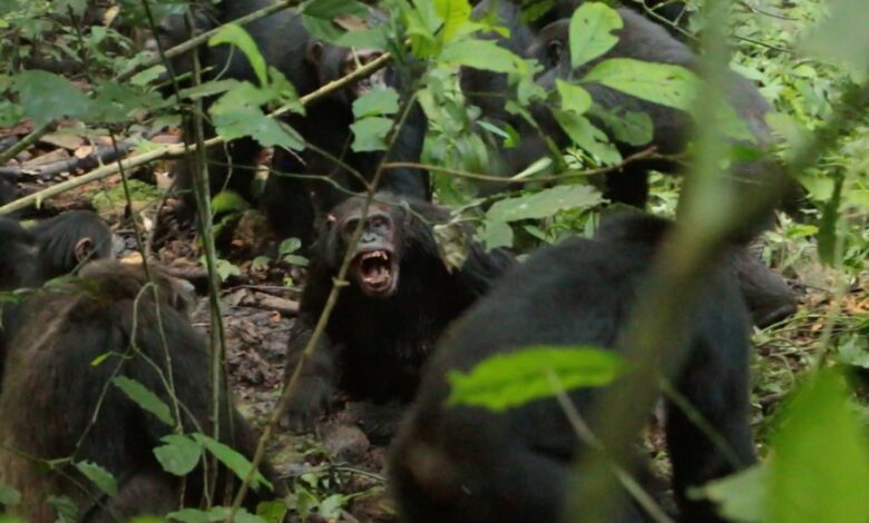 A group of dark-furred chimpanzees stand in the midst of a lush jungle landscape. One looks at the camera and bares its fangs.