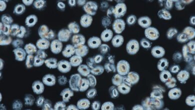 صورة مجهرية لصفائح الكالسيت كوكوليثوفور