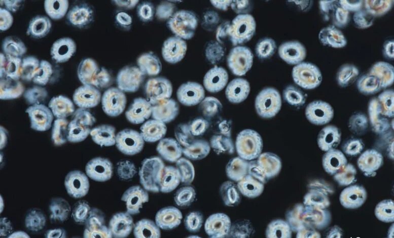 صورة مجهرية لصفائح الكالسيت كوكوليثوفور