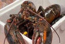 A pair of green and red lobsters sit in a square Styrofoam container.