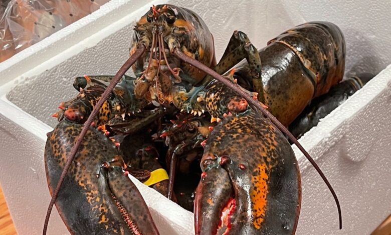 A pair of green and red lobsters sit in a square Styrofoam container.