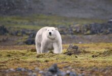 A large white bear walks on its four paws across a green and brown tundra landscape