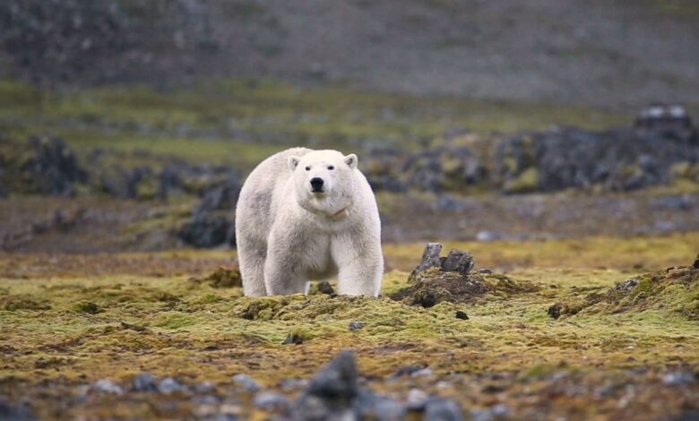 A large white bear walks on its four paws across a green and brown tundra landscape