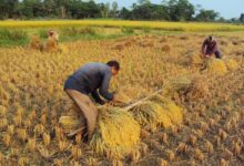 تفسير رؤيا الحصاد في المنام