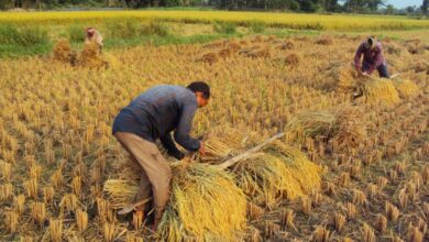 تفسير رؤيا الحصاد في المنام