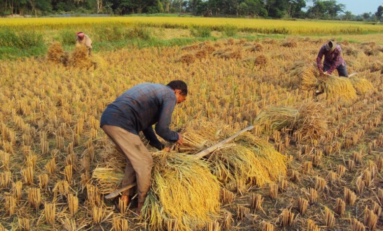 تفسير رؤيا الحصاد في المنام