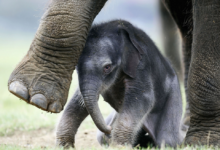 فيلة آسيوية صغيرة تشعل السوشيال ميديا بعد تخلي أمها عنها