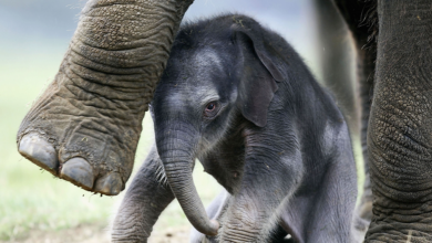 فيلة آسيوية صغيرة تشعل السوشيال ميديا بعد تخلي أمها عنها