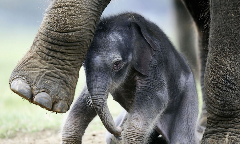 فيلة آسيوية صغيرة تشعل السوشيال ميديا بعد تخلي أمها عنها