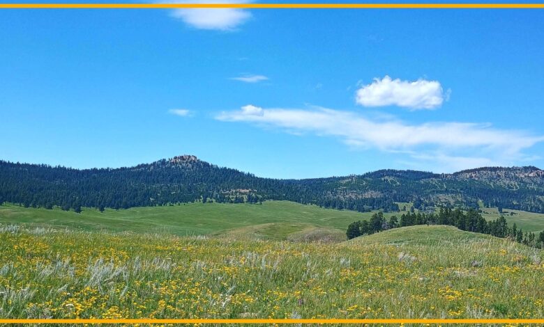 لقد بدأ الحفر في موقعنا المقدس بي سلا، مما يمثل سابقة خطيرة لأراضي السكان الأصليين في جميع أنحاء البلاد. يجب أن تتوقف. | الدكتورة فاليريا النسر الكبير