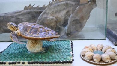 متحف فرسان البحري.. وجهة ثقافية وسياحية تروي قصة الإنسان مع البحر