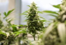 وزارة العدل تخفف القيود على بعض منتجات الماريجوانا