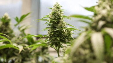 وزارة العدل تخفف القيود على بعض منتجات الماريجوانا