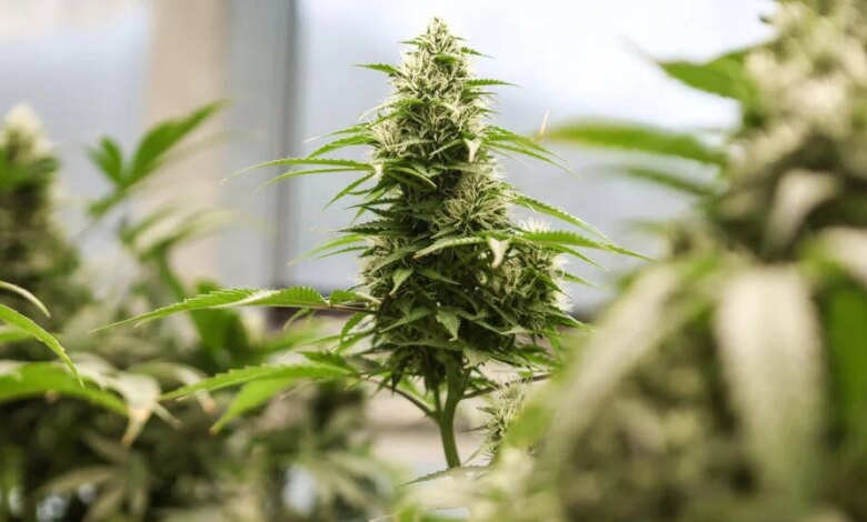 وزارة العدل تخفف القيود على بعض منتجات الماريجوانا