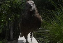 A gray and green parrot looks at the camera, its beak open with the top of its beak missing. Grasses and trees sit behind it.