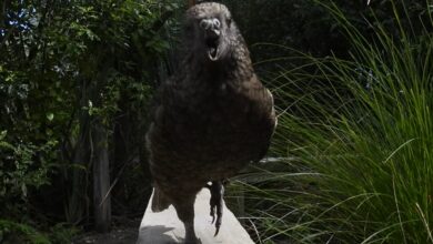 A gray and green parrot looks at the camera, its beak open with the top of its beak missing. Grasses and trees sit behind it.