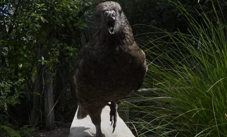 A gray and green parrot looks at the camera, its beak open with the top of its beak missing. Grasses and trees sit behind it.