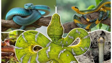 A compilation of many images of snakes with a green and white snake in the center