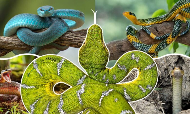 A compilation of many images of snakes with a green and white snake in the center