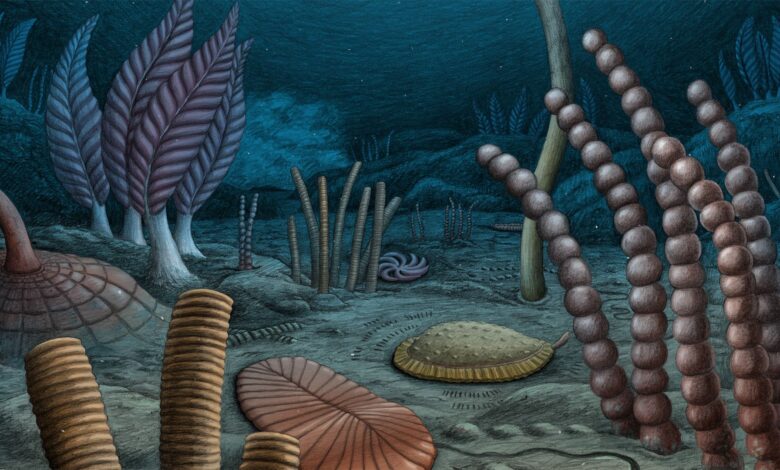 An illustration of an ancient sea bed, with various shaped plants along the gray seafloor.