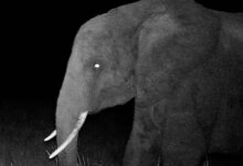 First Photo of a Ghost Elephant Captured by a Motion Controlled Camera