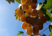 العنب مفيد للبشرة